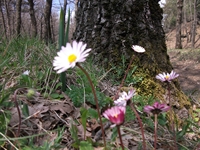 Giarrita - 20110423 003.jpg